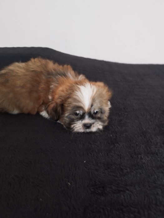 Piesek rasy Shih TZU