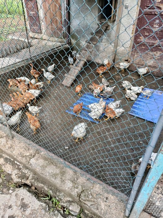 Кури несучки ,на м'ясо і ціплята