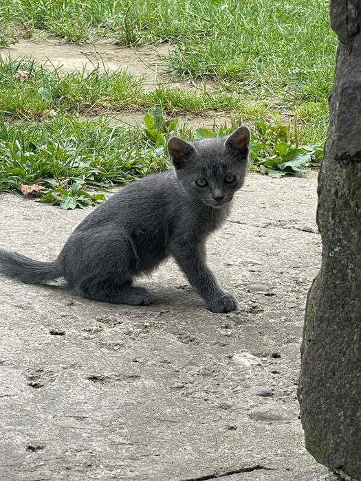 котик сіренький хлопчик