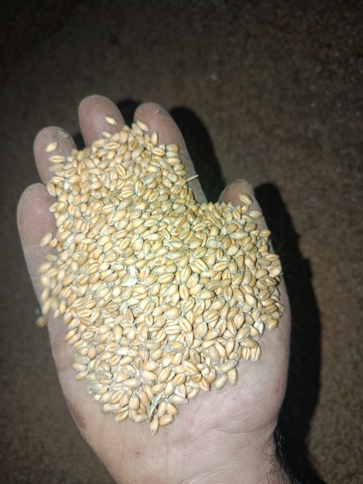 Пшениця 4 клас 2025р.