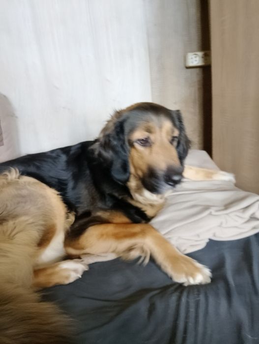Oddam w dobre ręcè