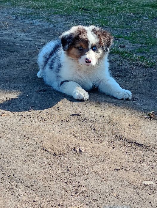 Owczarek australijski typ amerykański