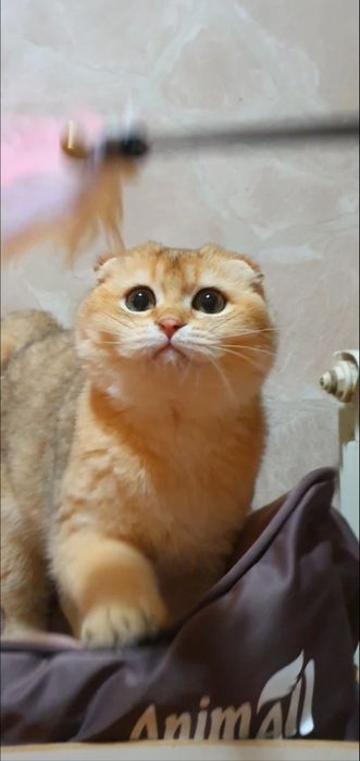 Золотий шотландський висловушка шиншила