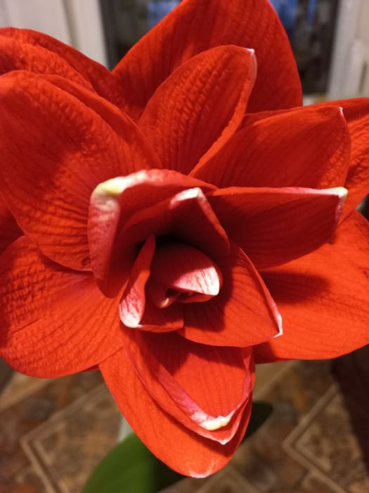 Амарилис.  Комнатные растение.