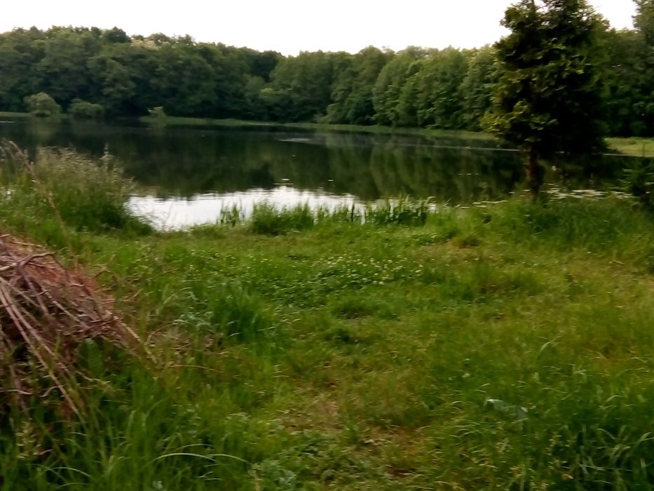 Świerże , Jeziorne i smaczne RYBY.. (sandacze,karpie)