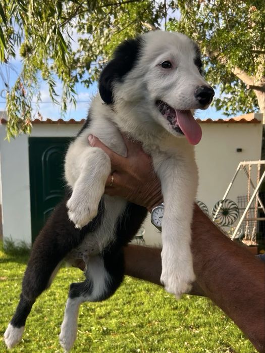 Border collie 3 meses