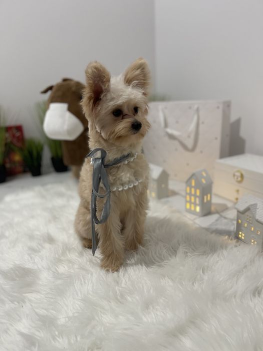 Помапу — Доставка по Україні та Європі  з любовю