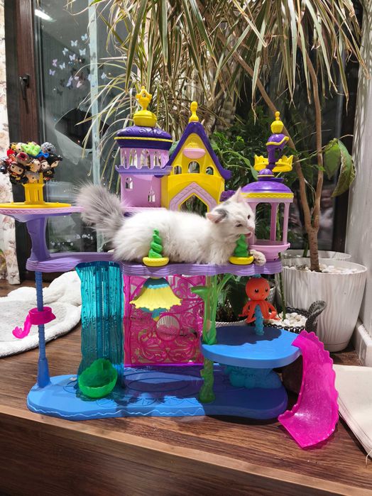 Киця в добрі руки