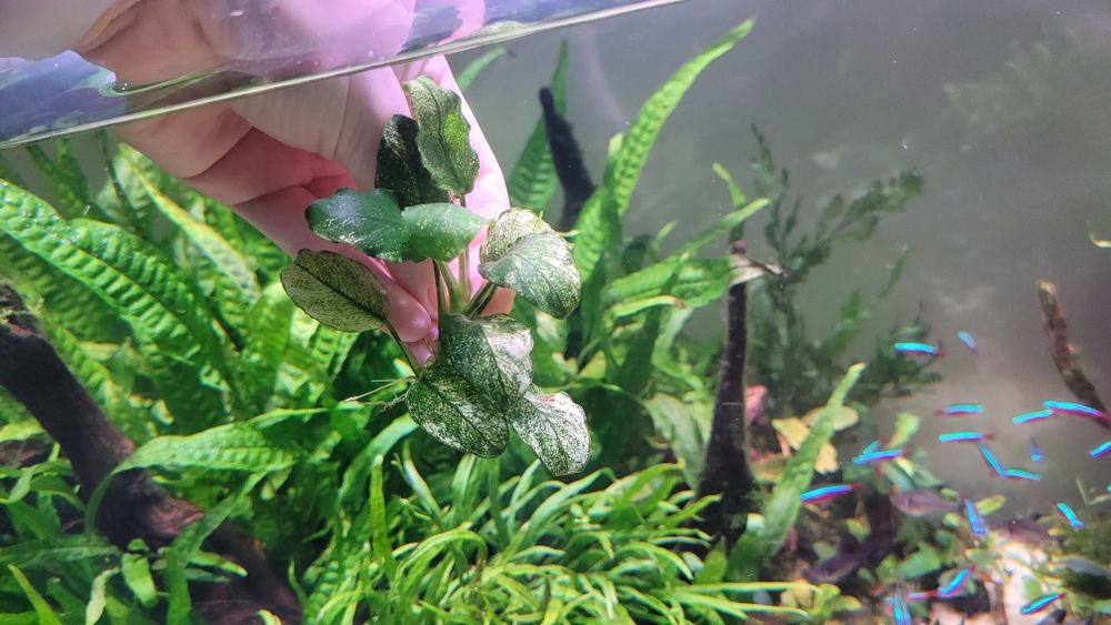 Anubias pinto/white