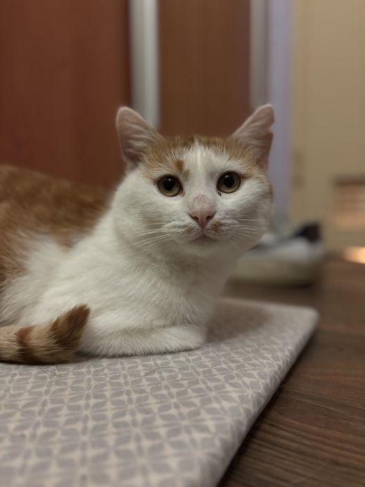 Maślaczek szuka dobrego domu