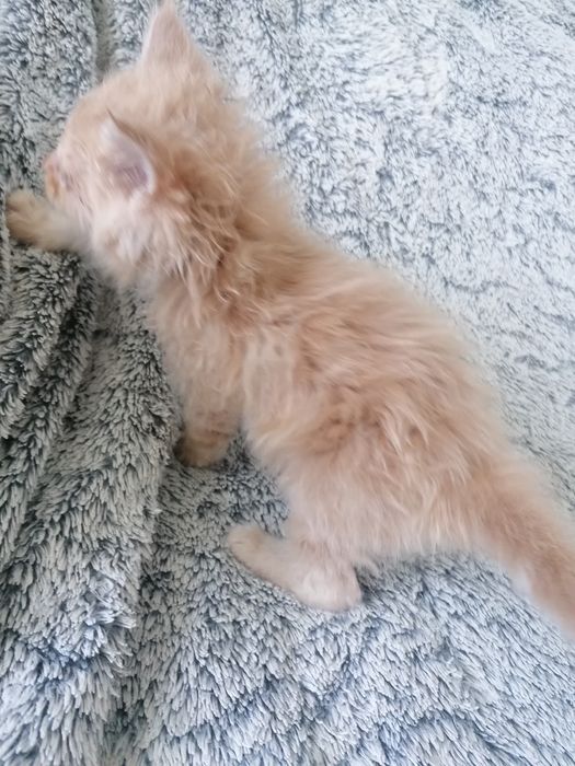 Мейн-кун   котик