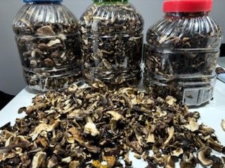 Sprzedam grzyby suszone