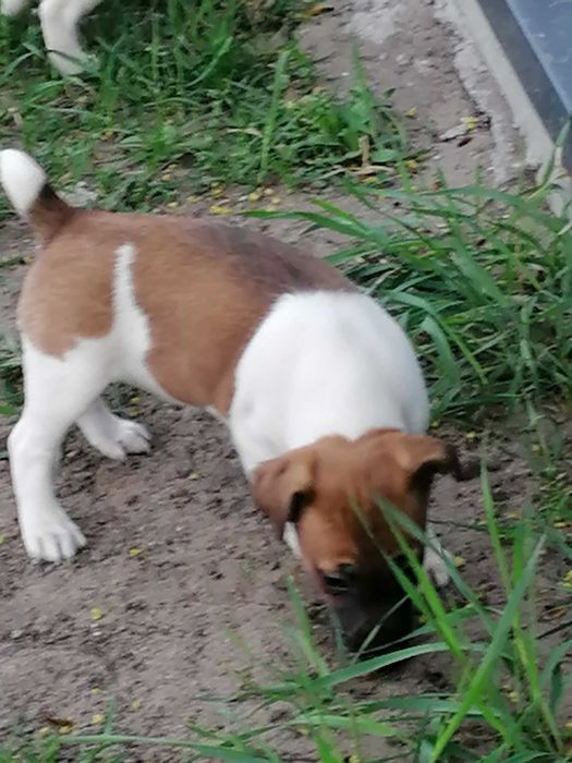 Jack russell terrier