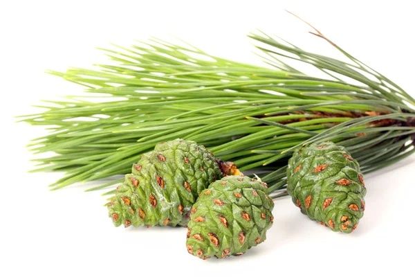 Шишка Свіжа соснова зелена