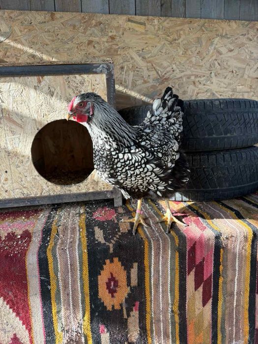 Інкубаційні яйця Віандот