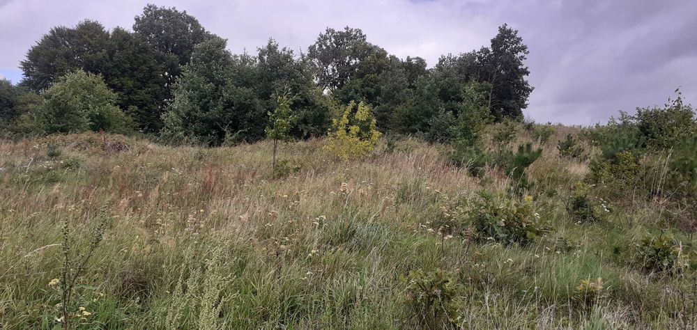 Działka rekreacyjna nad jeziorem, 706 m², prąd, woda, Lubieniec okolice Chodcza - Widok 5