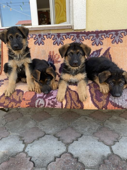 Цуценята німецької вівчарки