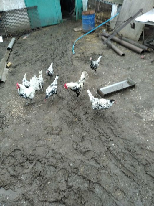 инкубационноє яйцо гамбургських кур