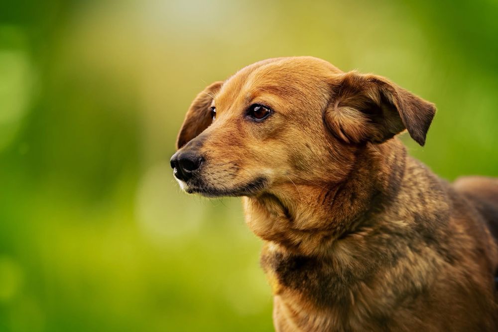 Spokojna kochana zrównoważona Adelajda do adopcji