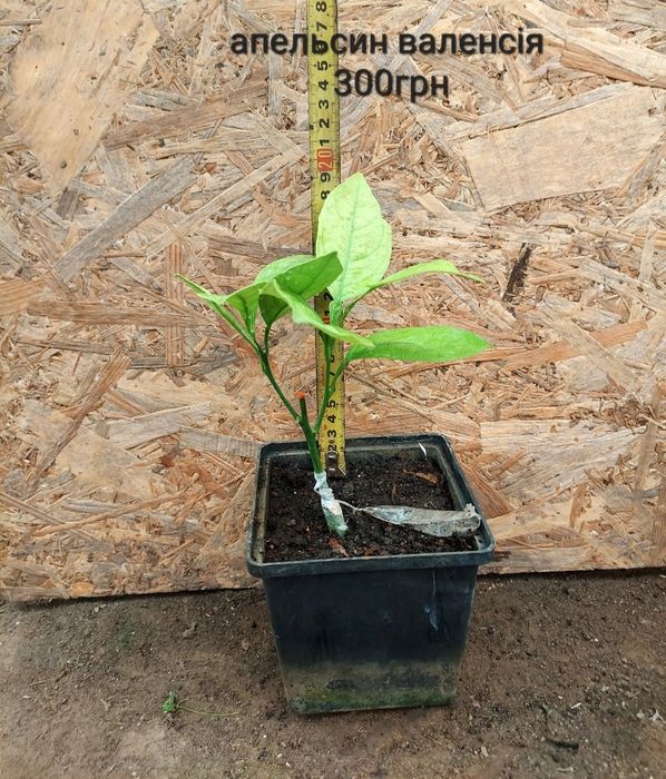 Продаж кімнатних цитрусові різних сортів