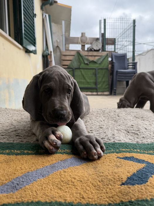 Dogue  alemao azul femea