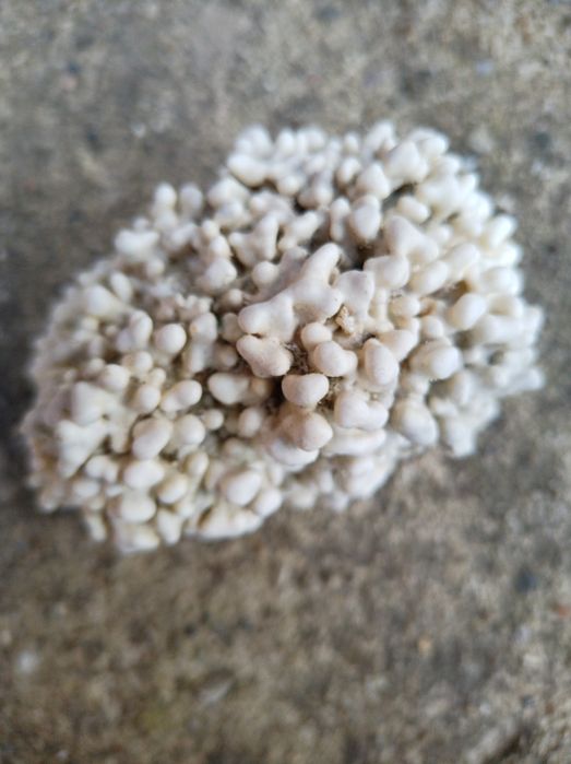 Ракушки привезені з Єгипту