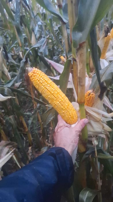 Nasiona kukurydzy kukurydza Hogan darmowa dostawa !