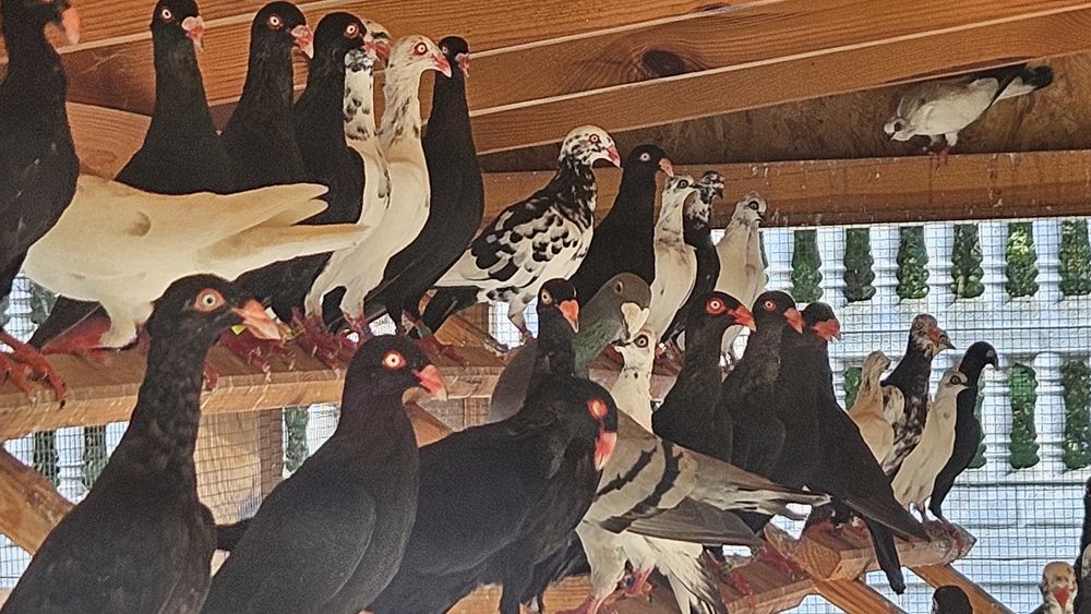 Gołebie duńskie lotne