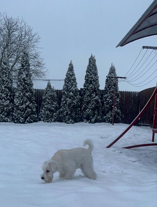 Цуценята білого цвергшнауцера