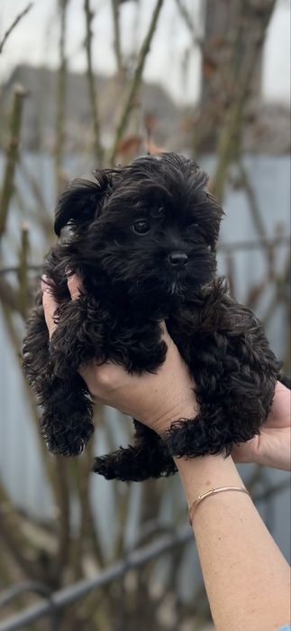 Йоркширский терьер