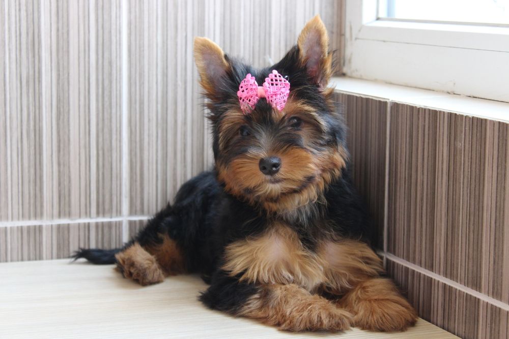 Продам дівчинку Йорка