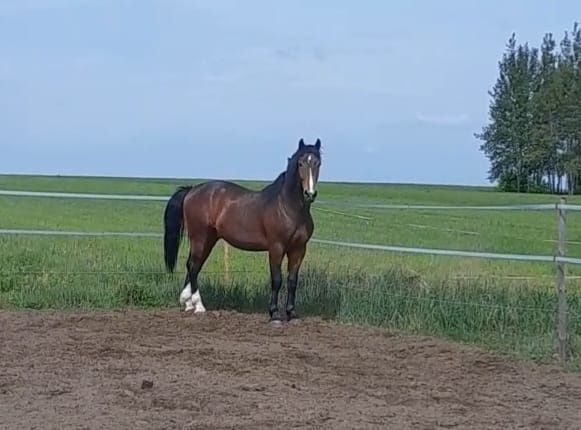 Sprzedam 3letniego walacha - okolo 167cm