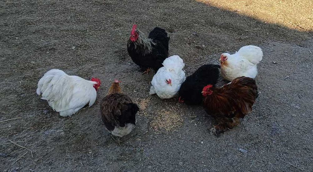 koguty kochin miniaturowy