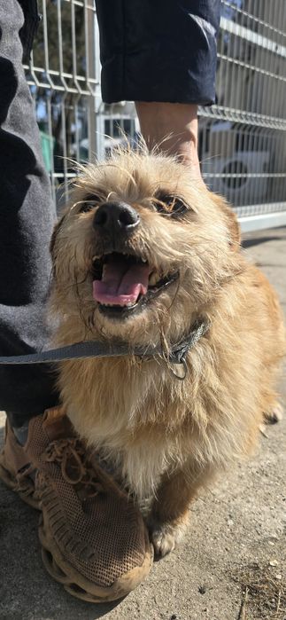 Słodziaki Zgresek i Jedwiga. Przyjazne" śmieszne" Malusie pieski