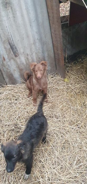 Отдам щенков бесплатно