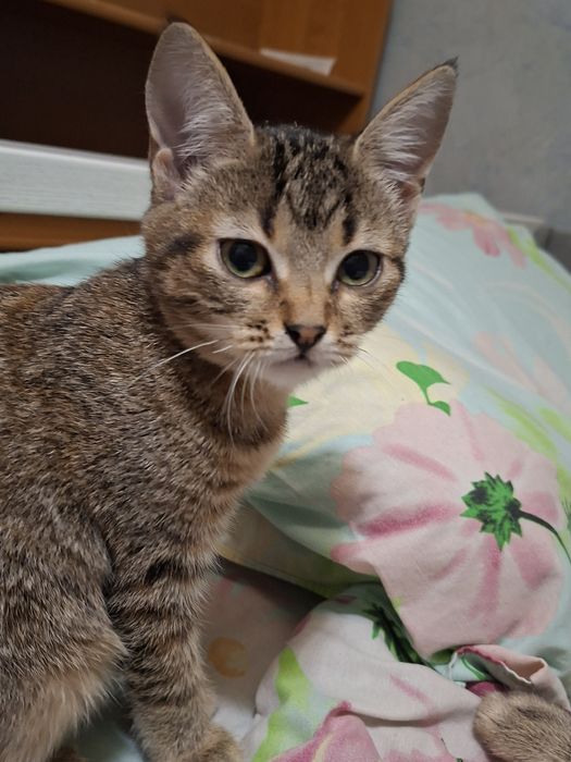 Отдам котят, Мальчик и девочка.