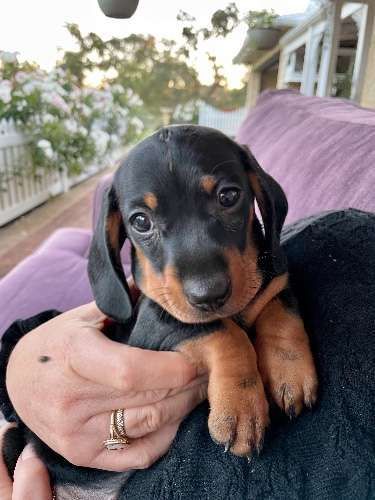 Класика елегантності — чорні такси