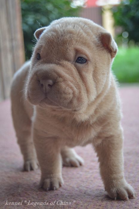 Шар-Пейчики з розплідника "Legends of China"