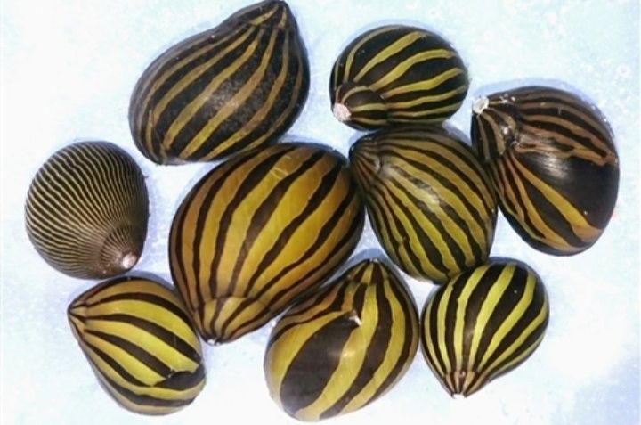Ślimak Zebra MASSON