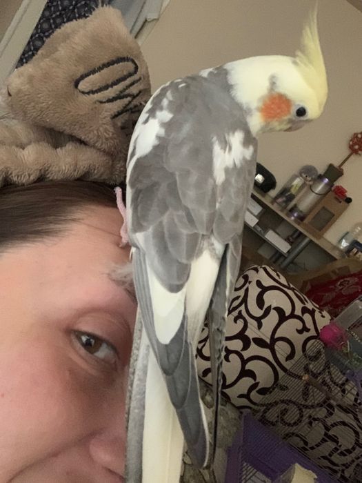 Пропав корела район сухий фонтан