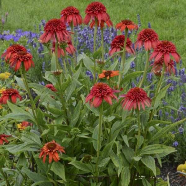 JEŻÓWKA HOT PAPAYA Echinacea - sadzonki w doniczkach