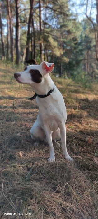 Пропала собака загубилася