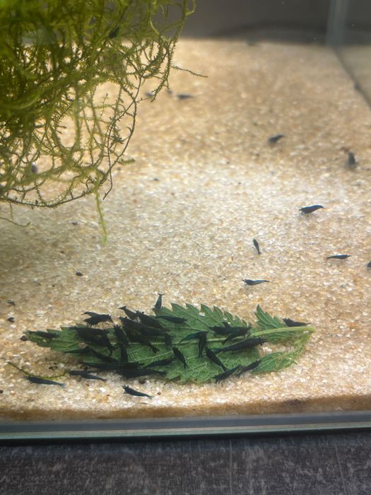 krewetki neocaridina blue velvet