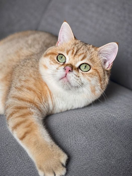 British shorthair