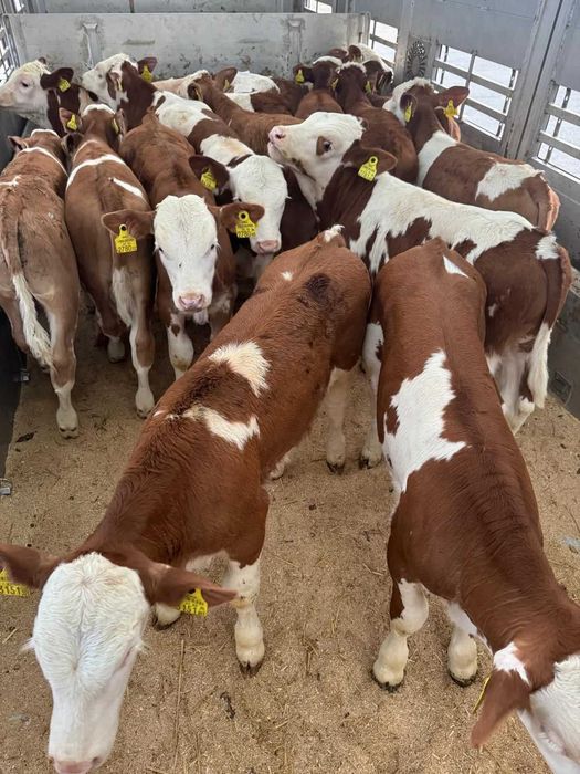 Cielęta Simentale, startery, odsadki, HF, Jałówki, Byczki, samodzielne