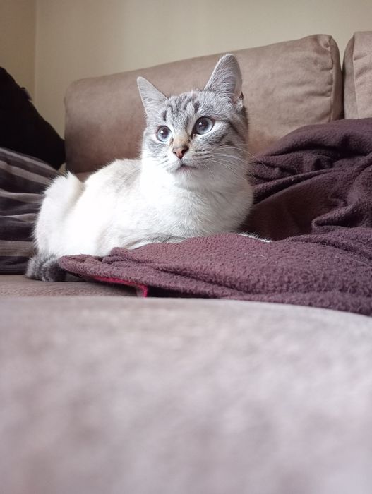 ESTERILIZADA | Gatinha juvenil disponível para adoção responsável