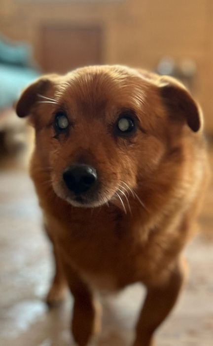 Niewidomy Zenuś szuka domku