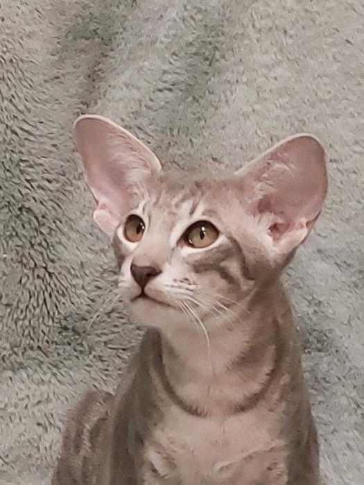 Орієнтал хлопчик Убер