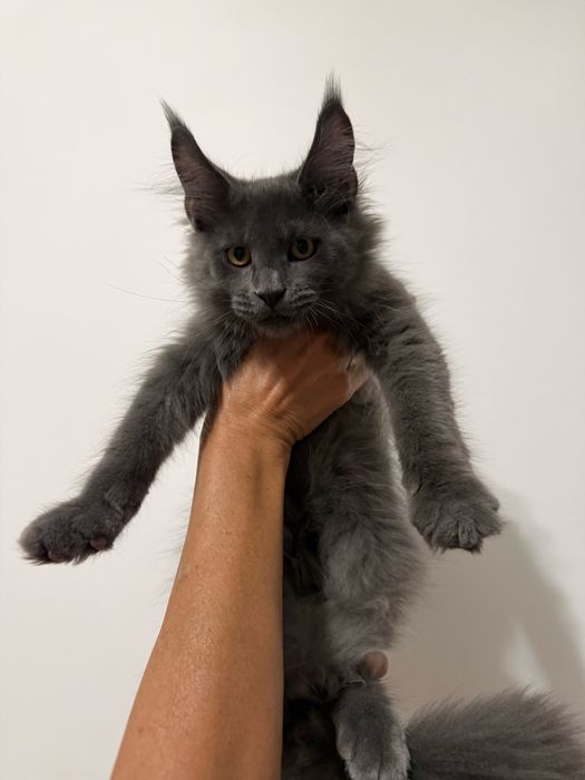 Gatinho Maine Coon