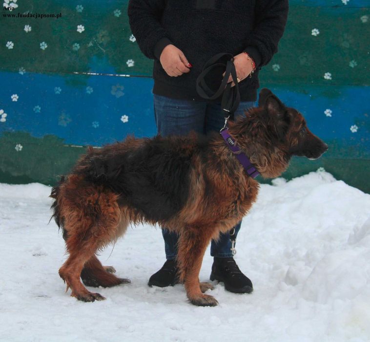 Aria, kochana sunia szuka domku
